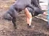 Big horse dick wrecking a whore's butthole